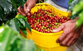 Coffee beans, Armenia, Colombia