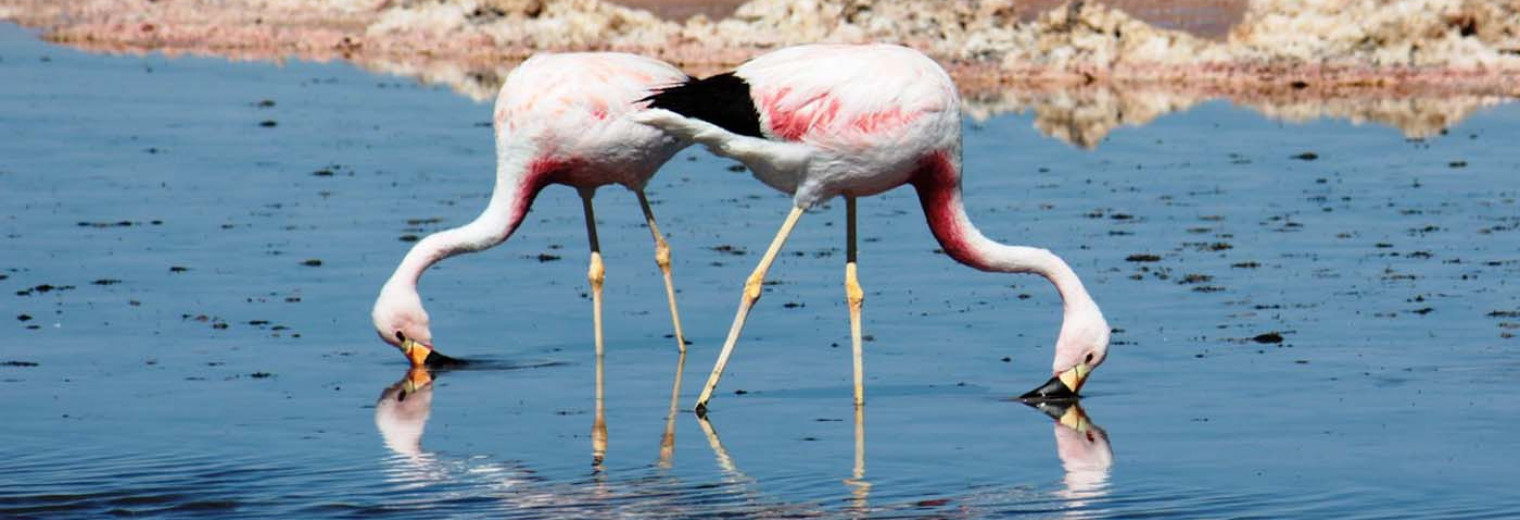 Flamingos, Atacama Desert, Chile