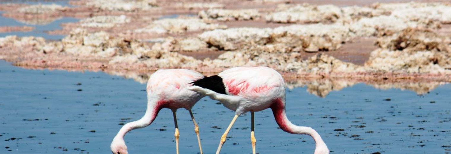 Flamingos, Atacama Desert, Chile