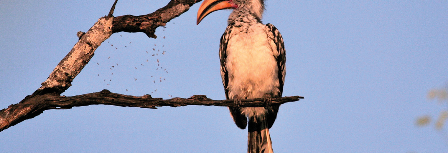 Yellow-billed hornbill, Kruger National Park, South Africa