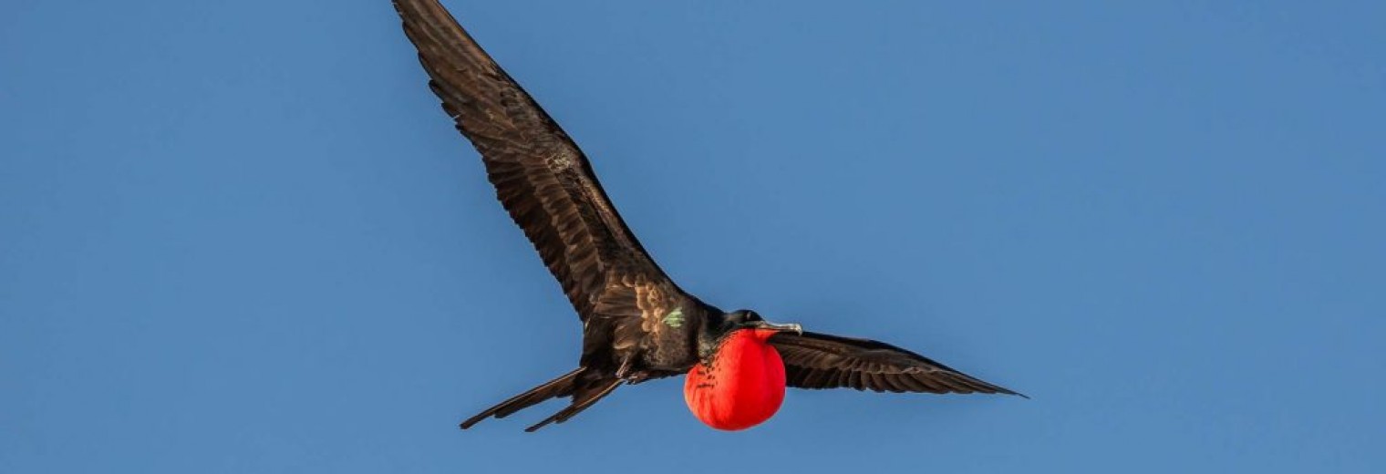 Frigate bird, Galapagos Islands