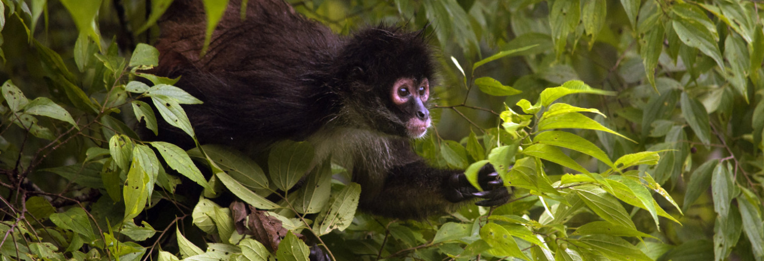 Spider Monkey, Tikal