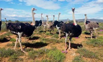 Safari Ostrich Farm, Oudtshoorn