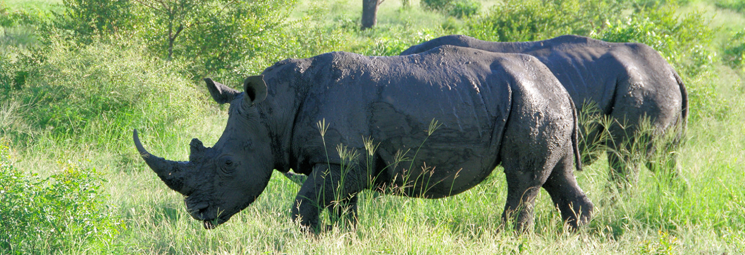 Rhinos, Kruger, South Africa