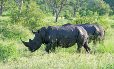 Rhinos, Kruger, South Africa