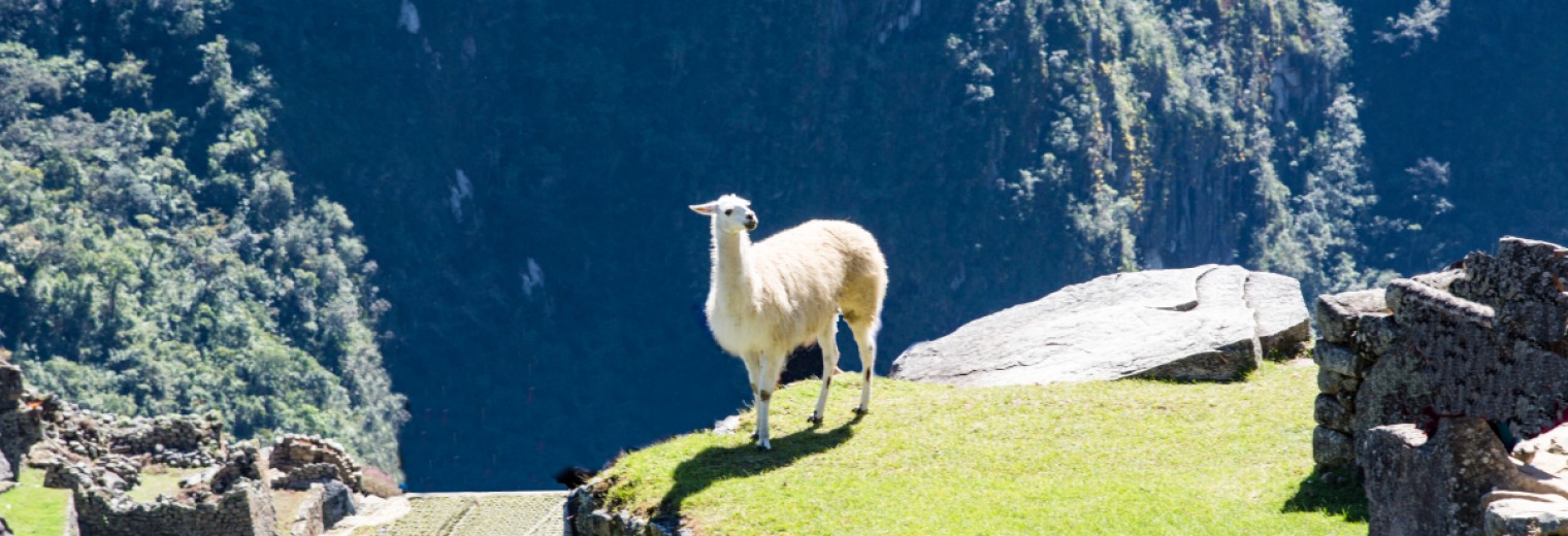 Llama at Machu Picchu, Peru