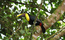 Toucan, Arenal, Volcano