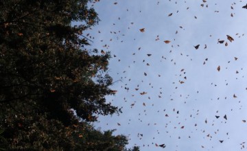 Monarch Butterflies, Mexico