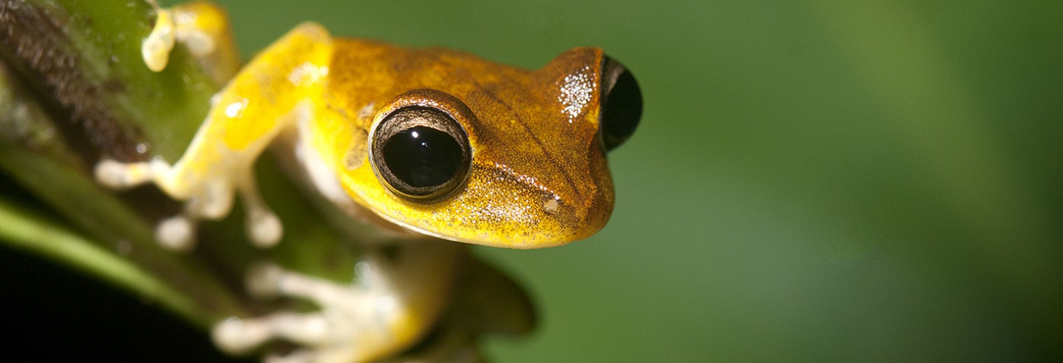 Frog, Amazon Jungle