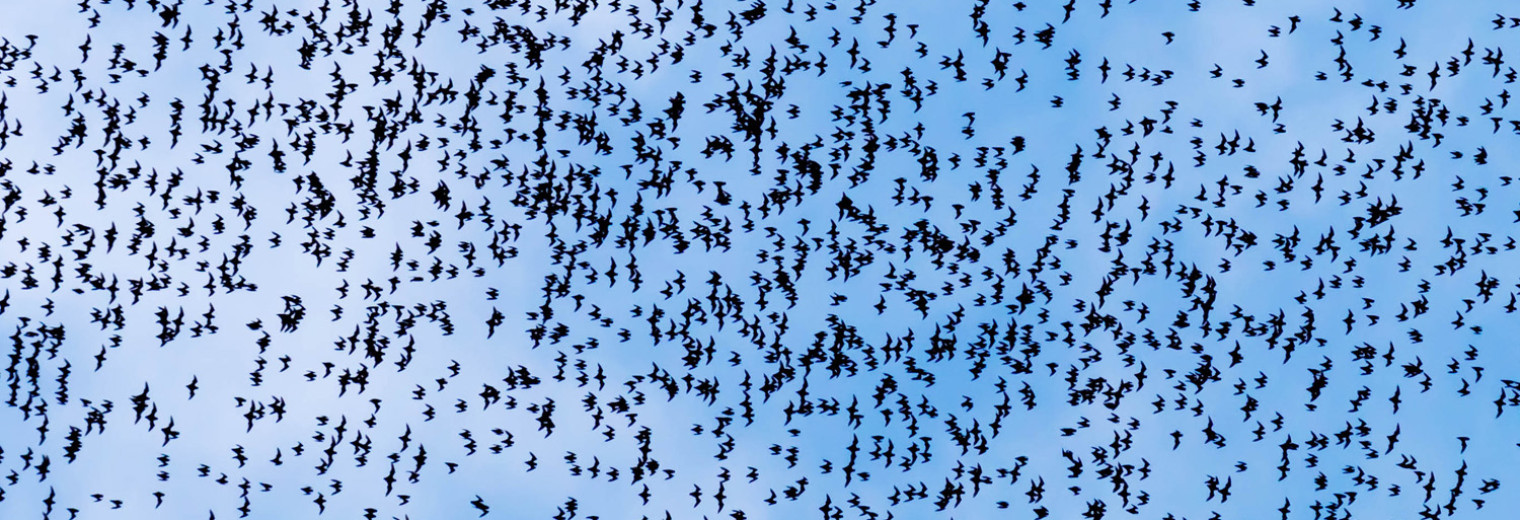 Bat Exodus from Deer Dave 