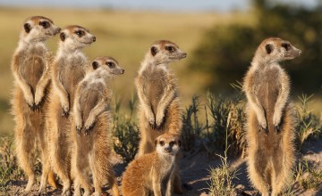 Meerkat magic, Oudtshoorn, South Africa