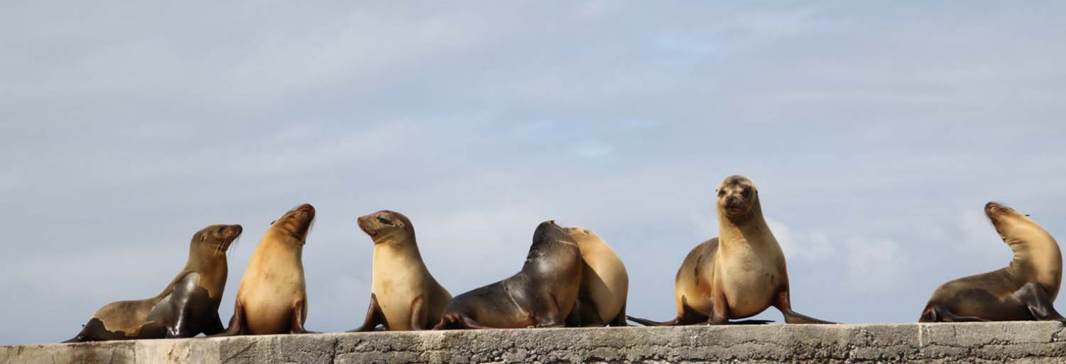 Sea lions, Galapagos Islands