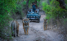 Tigers Ranthambore