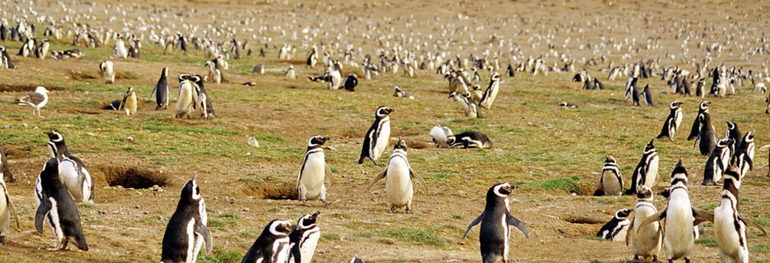 Cape Horn Cruise Wildlife, Patagonia, Chile