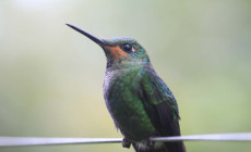 Hummingbird, Villa Blanca Cloud Forest, Costa Rica