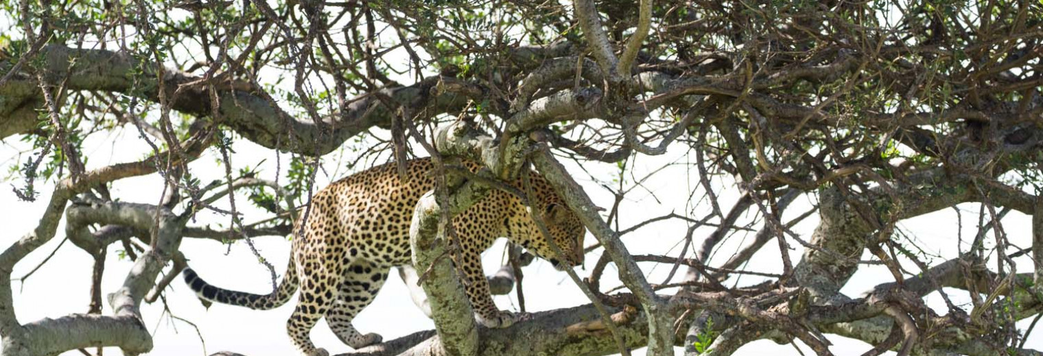 Leopard, Masai Mara, Kenya