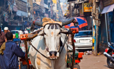 Delhi Oxcart