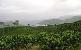 Coffee plantation, Colombia