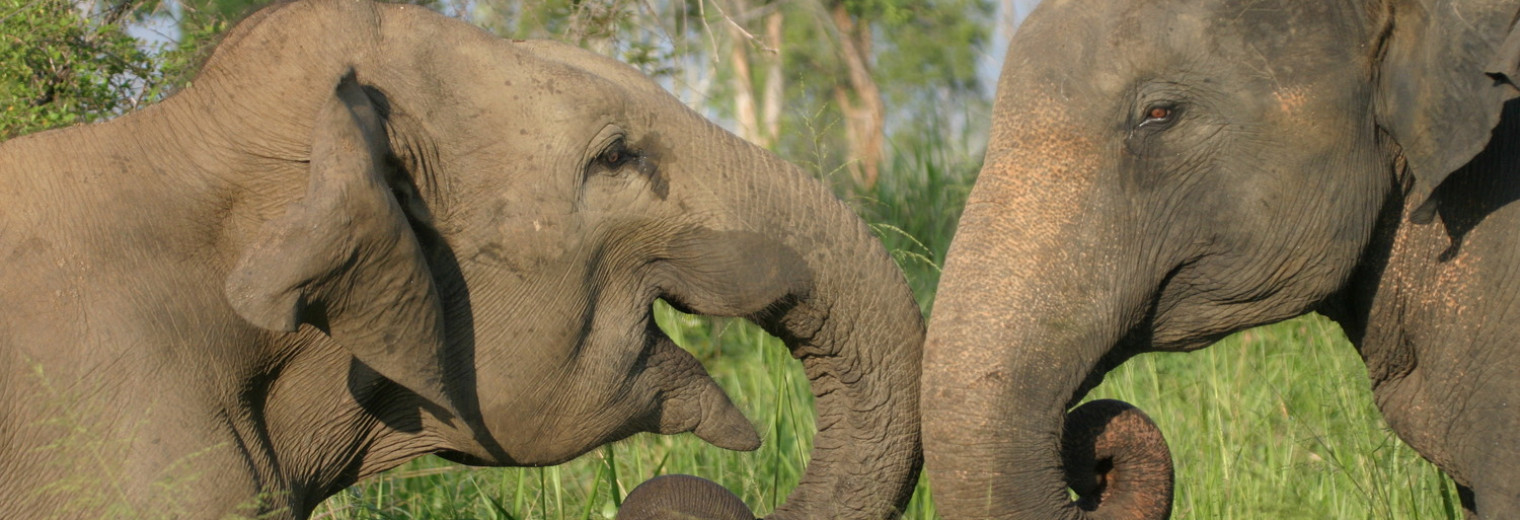 Elephants, Sri Lanka