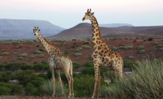 Game Drive, Damaraland