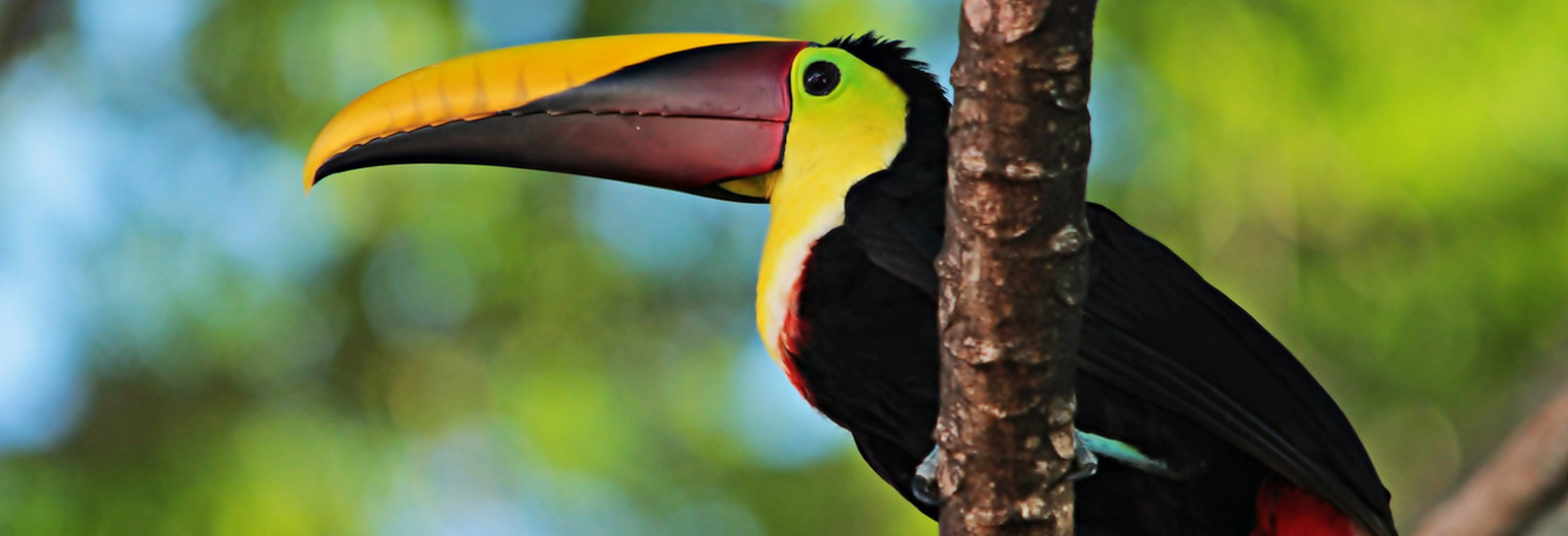 Toucan, Manuel Antonio, Costa Rica