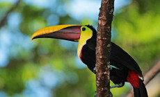 Toucan, Manuel Antonio, Costa Rica