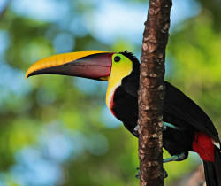 Toucan, Manuel Antonio, Costa Rica Toucan, Manuel Antonio, Costa Rica