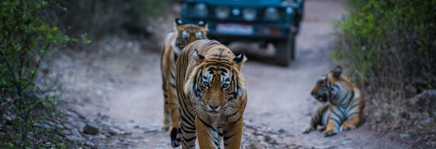 Tigers II Ranthambore
