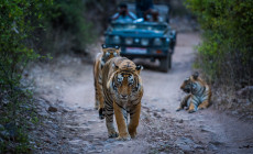Tigers II Ranthambore