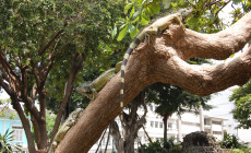 Iguana, Guayaquil, Ecuador