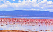 Flamingos, Lake Nakuru, Kenya