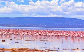 Flamingos, Lake Nakuru, Kenya