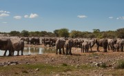 Elephant at waterhole, Etosha, Namibia