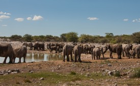 Elephant at waterhole, Etosha, Namibia