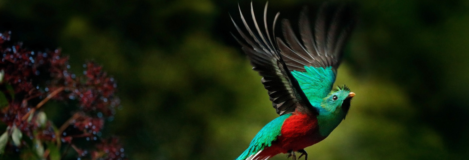 Quetzal, Costa Rica