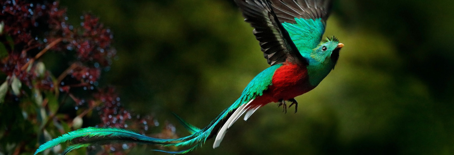 Quetzal, Costa Rica