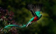 Quetzal, Costa Rica