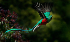 Quetzal, Costa Rica