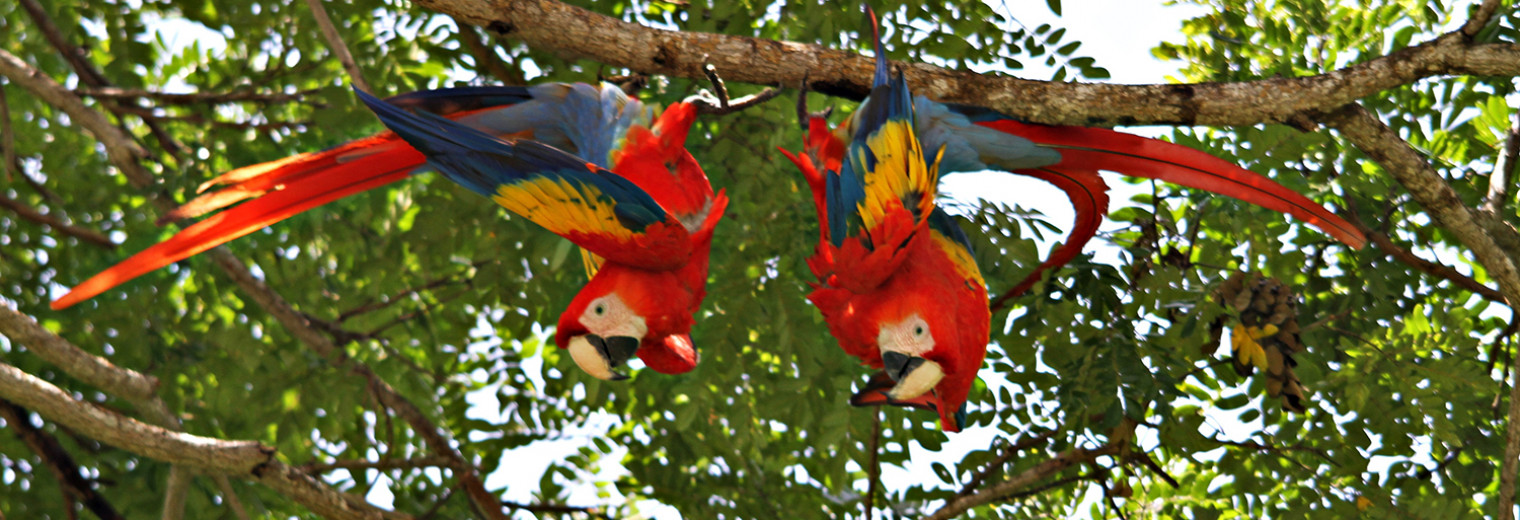 Scarlet Macaws, Manuel Antonio, Costa Rica