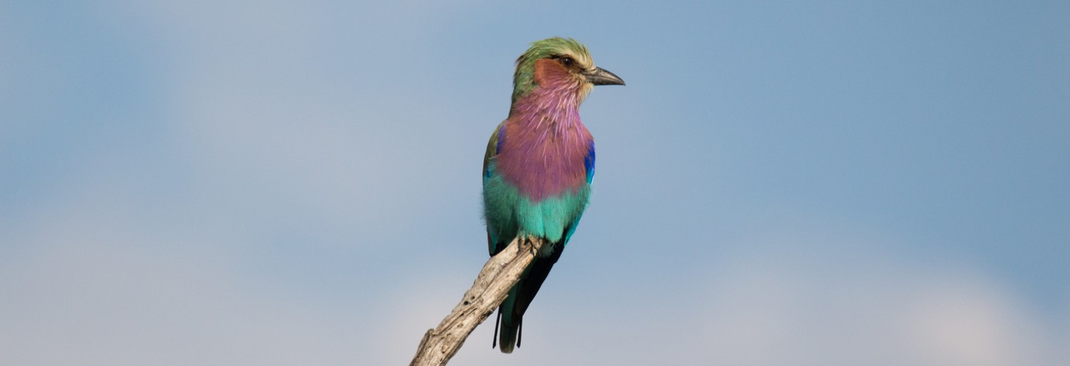 Lilac breasted roller, Okavango Delta, Botswana