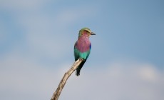 Lilac breasted roller, Okavango Delta, Botswana