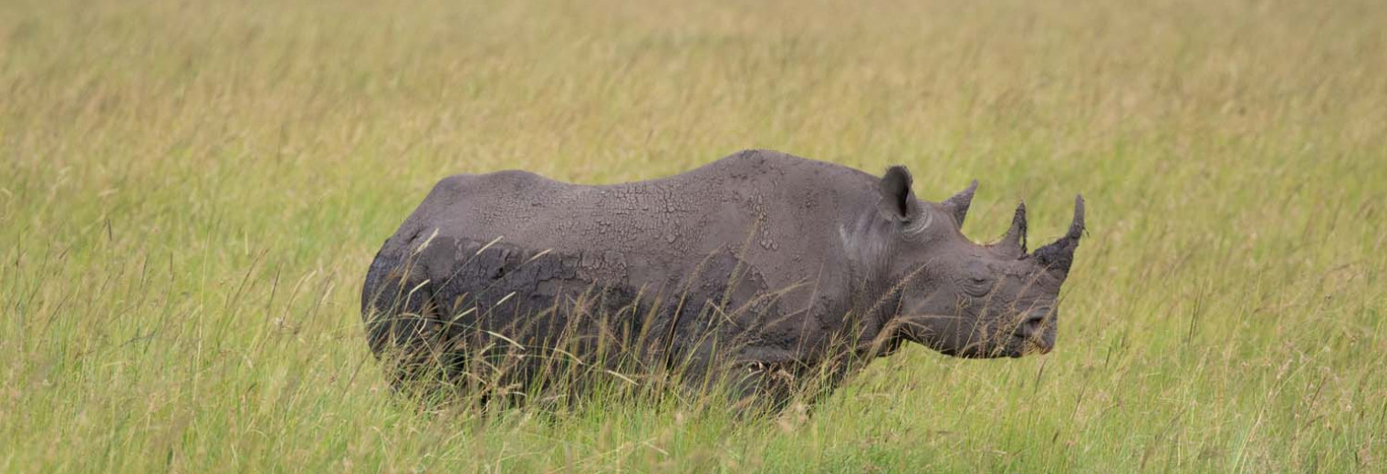 Rhino, Masai Mara, Kenya