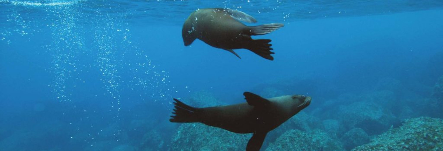 Sea lions, Galapagos Islands