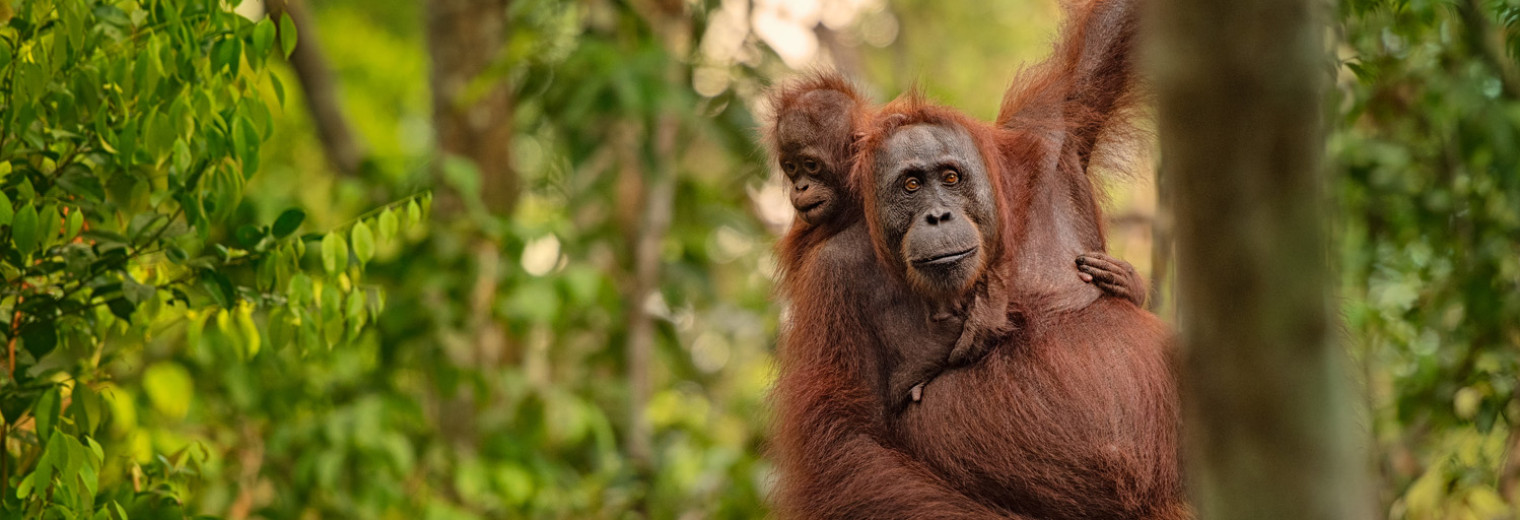 Orangutan, Borneo