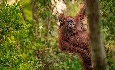 Orangutan, Borneo