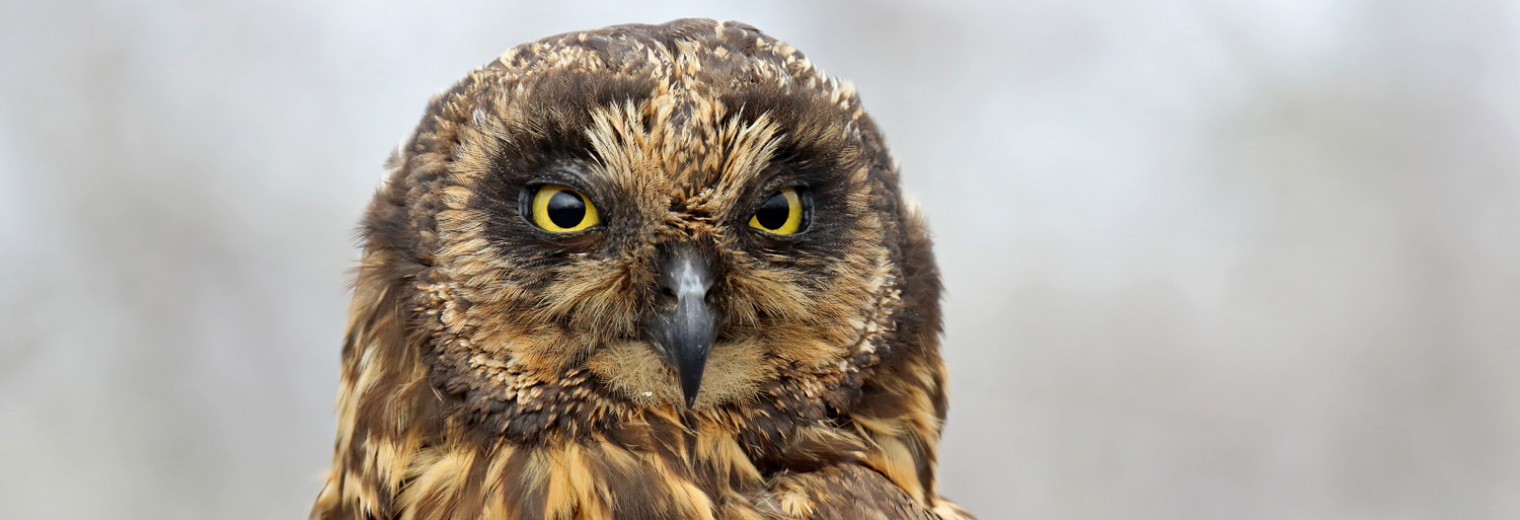 Galapagos Short-eared Owl, Galapagos Islands