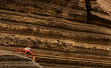 Sally lightfoot crab, Galapagos Islands