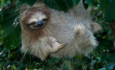 Sloth, Tortuguero, Costa Rica