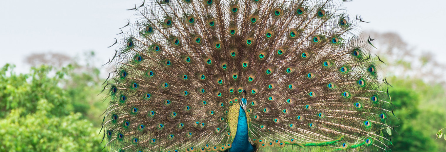 Peacock, Yala