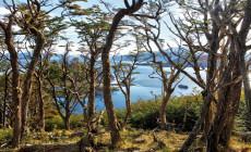 Tierra del Fuego, Patagonia, Argentina